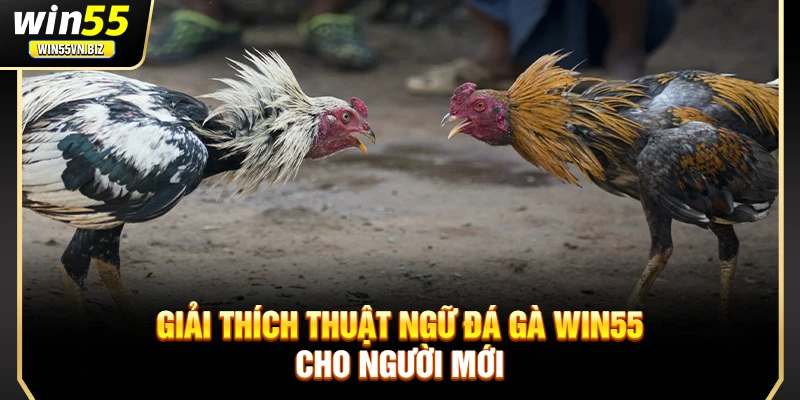 Giải thích thuật ngữ đá gà Win55 cho người mới